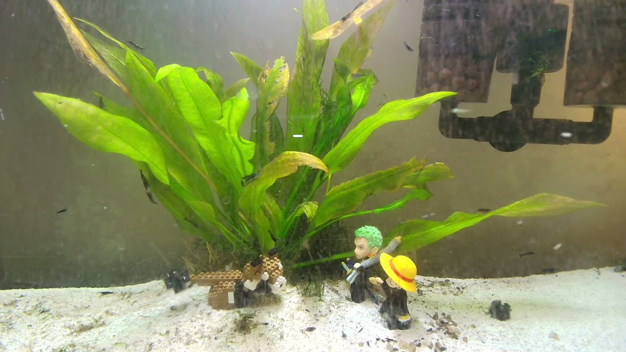 07.02.2026. Neocaridina Aquarium