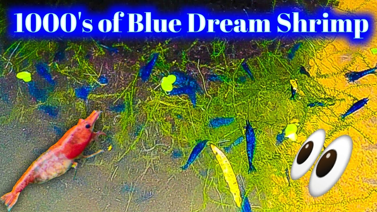 My Best and Most Productive Shrimp Tank - 1000's of Blue Dream Shrimp