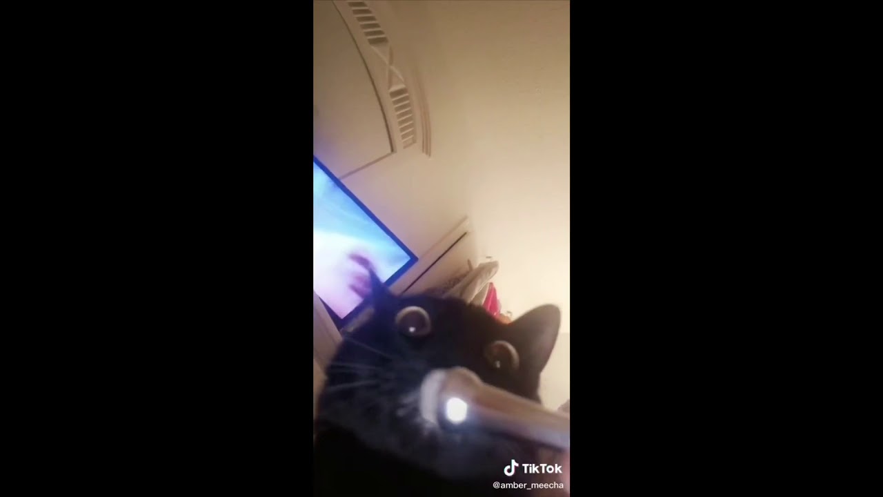 interviewing animals with a tiny mic —a tiktok compilation✨🐱