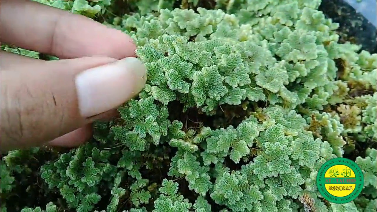Eksperimen Azolla Cirebon (Full Tutorial)