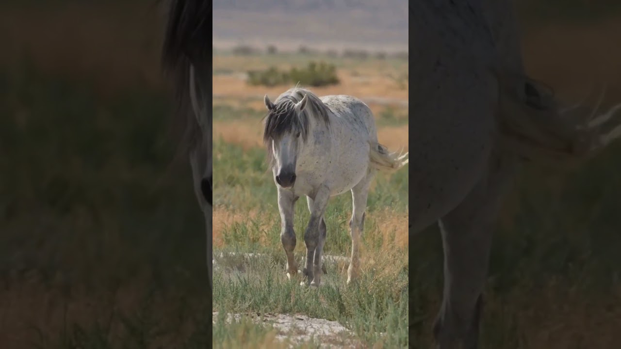 7 Fun Facts About Mustang Horses!