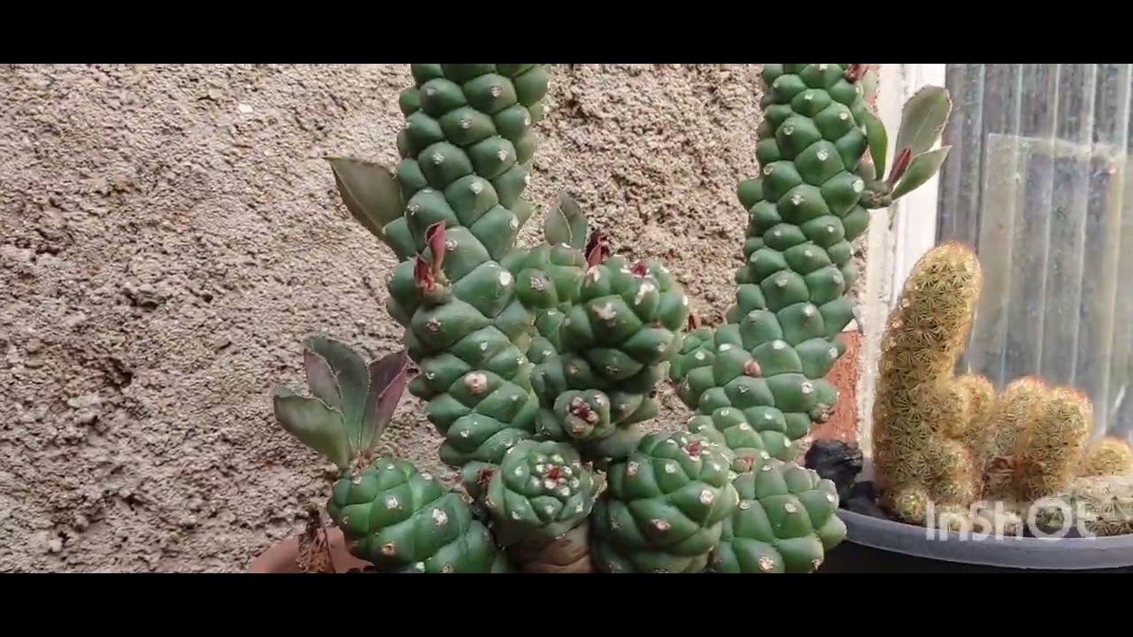EUPHORBIA É CACTO? QUAL A DIFERENÇA ENTRE CACTOS E EUPHORBIAS? QUAIS SAO SÃO AS MINHAS...
