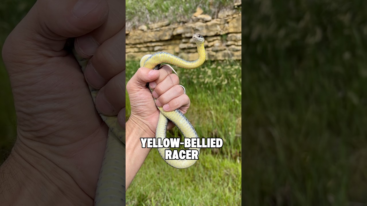 I caught a snake under a rock!