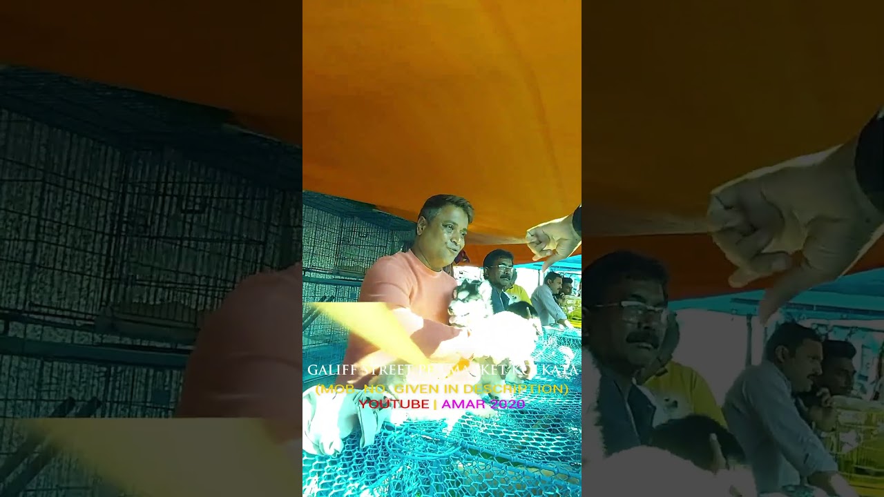 Galiff Street Pet Market Kolkata | Quality Dog Puppy at Cheap Price |18/01/26 |