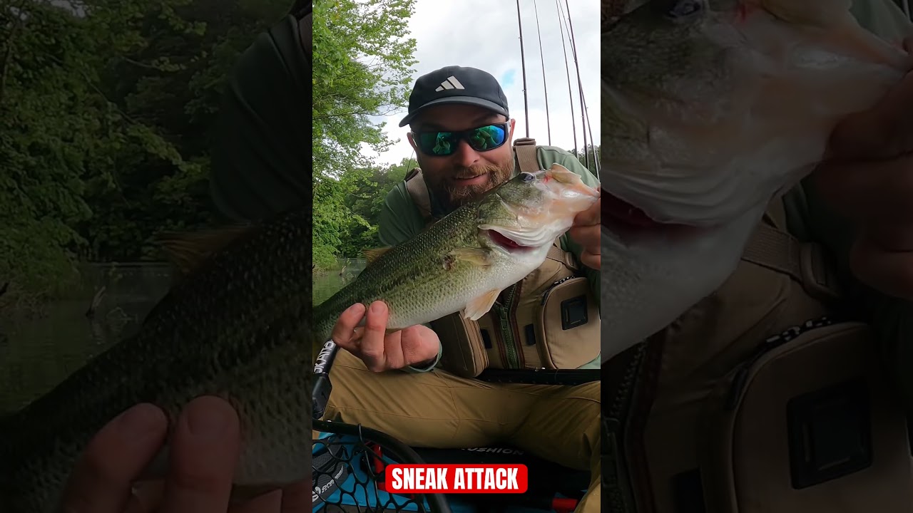 Softest top water bite ever haha. 