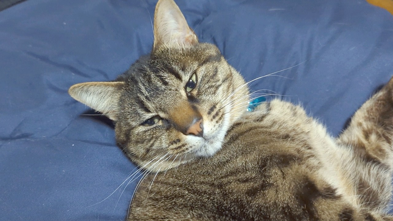 猫はやらかしたことを夜には忘れるらしい