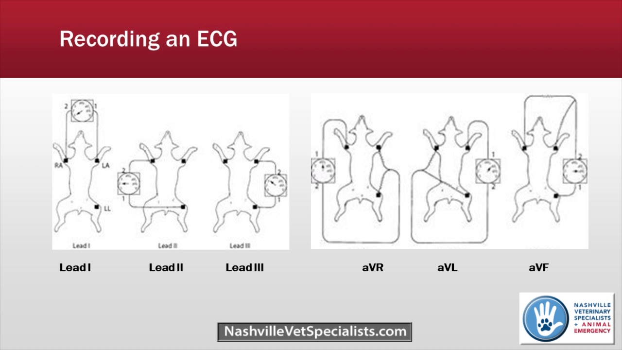 Recording an ECG in Veterinary Medicine