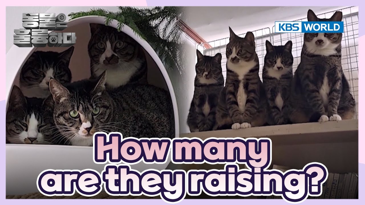 A big cat family🐈 [Animals Are Incredible : EP.9-1] | KBS WORLD TV 250226