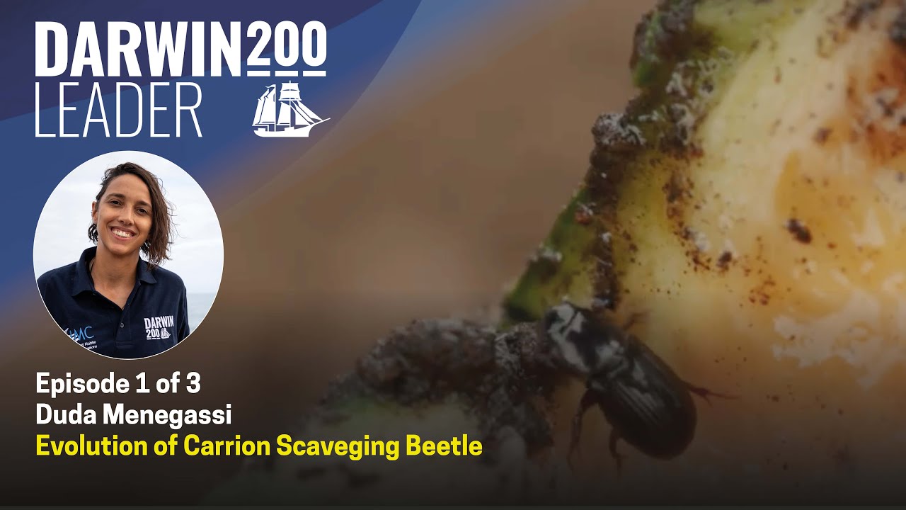Chasing Beetles - Scavenging for evolution - by Duda Menegassi - Episode 1