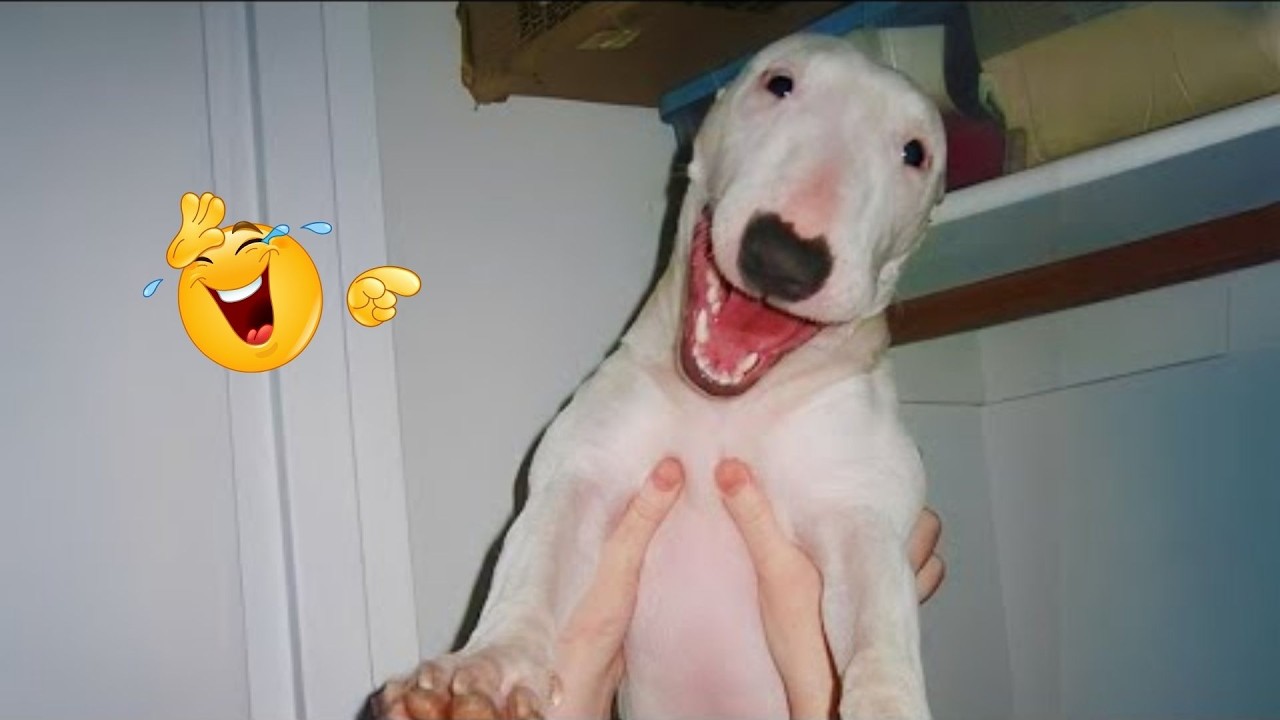 New FUNNY DOGS That Will Make You Laugh To Tears 😂🐕 Best Funny Dog Compilation 2026