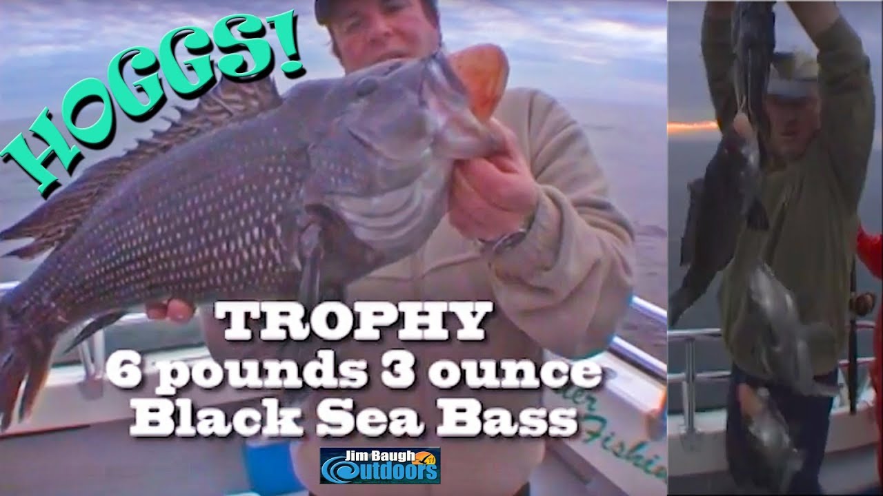 How to catch Atlantic Black Sea Bass with Jim Brincefield Jim Baugh Outdoors TV  amazing Trophys