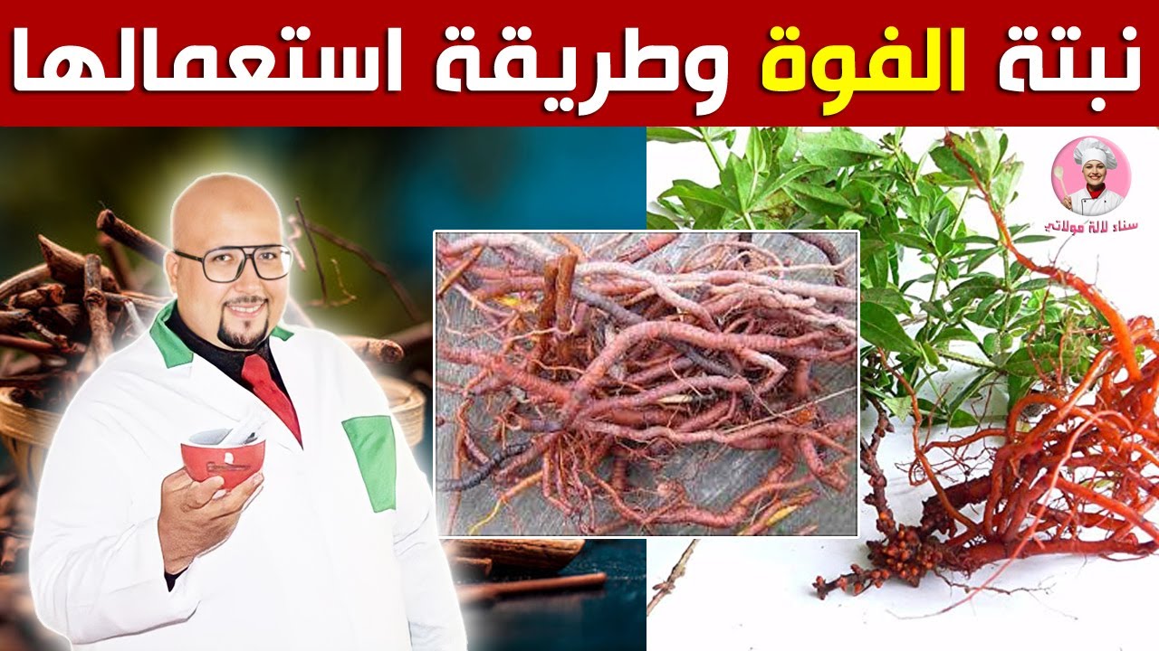 فوائد نبتة الفوة وطريقة استعمالها في علاج فقر الدم مع الدكتور عماد ميزاب