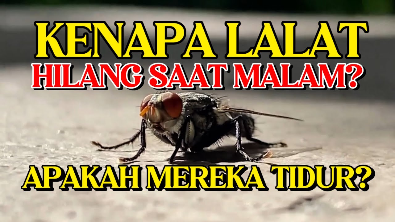 Kemana Perginya Lalat Saat Malam Tiba?
