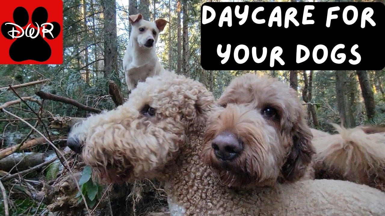 Dog Daycare in the Forest🐾  Watch the Pack Adventure All Day 🌲