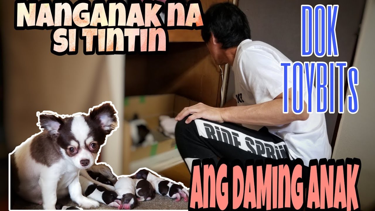 Chihuahua Giving Birth / Nanganak na si TinTin