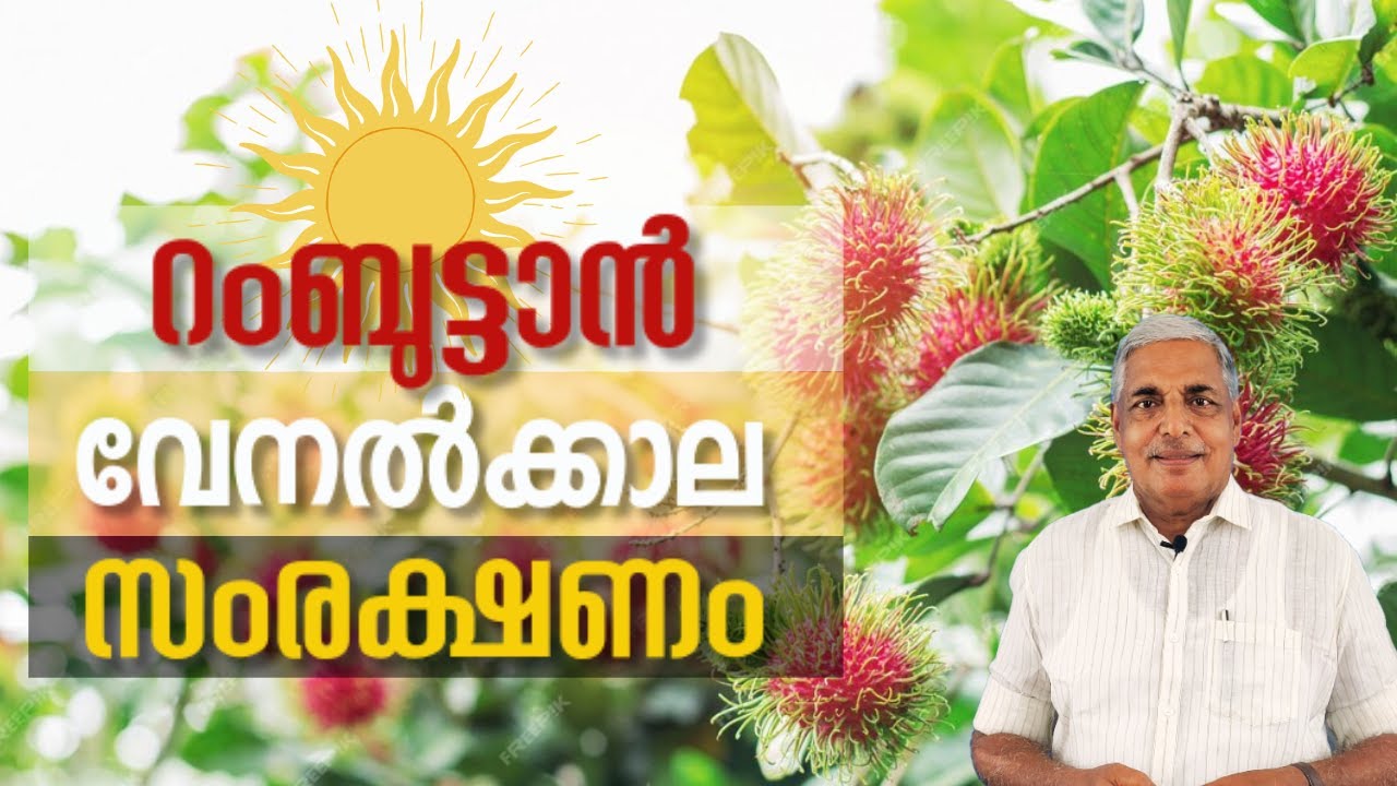 Rambutan Summer Care | Rambutan Irrigation