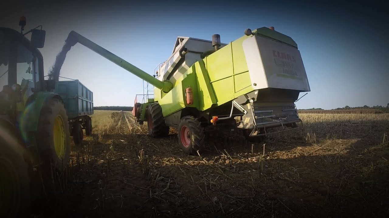 Napraforgó aratás 2020🌻Claas Mega 360&Oros 60.11*  Eredeti hanggal/Original sound/Sunflower harvest