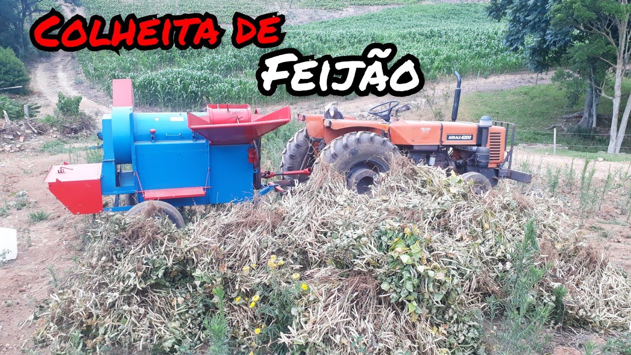 Colhendo feijão // debulhando com Agrale 4300 + batedor Nogueira!!