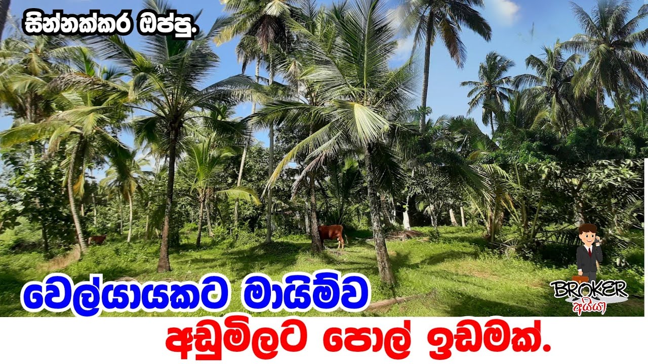 Coconut land for sale in sri lanka/Kurunegala pol idam/aduwata pol idam/coconut land for sale 
