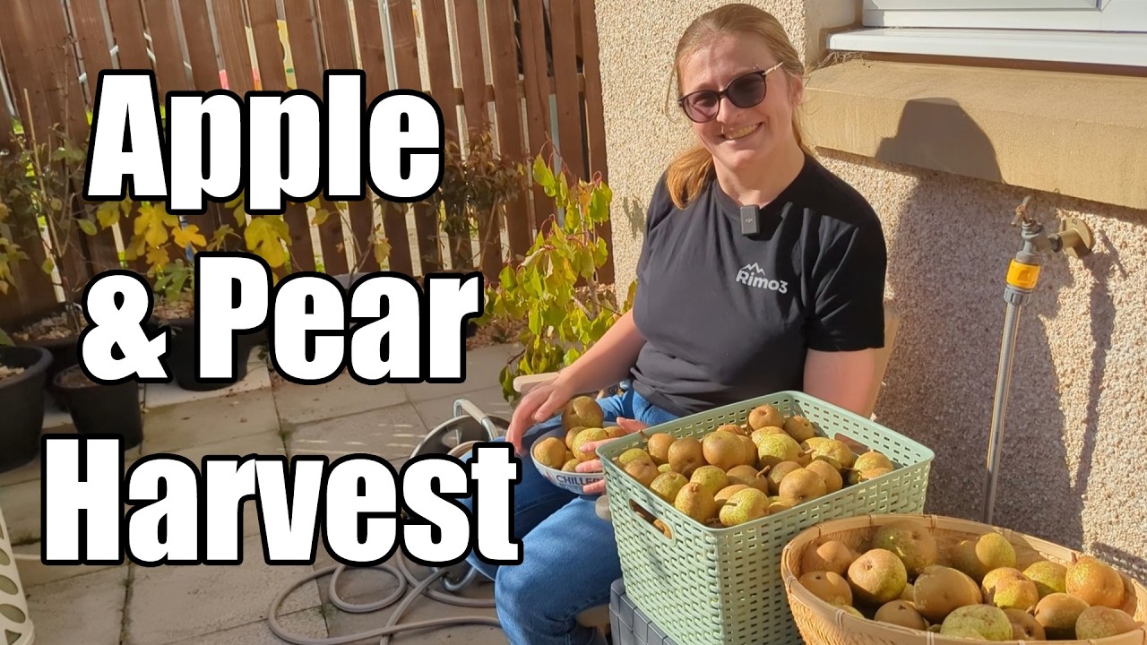 How Many Apples and Pears Can We Pick 2025?