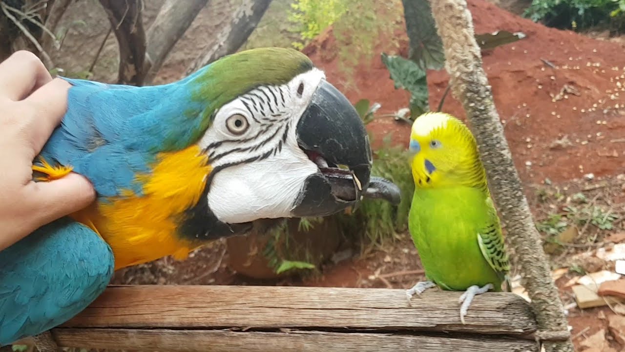 Arara Canindé X Periquito Australiano - OLHA O QUE ACONTECEU