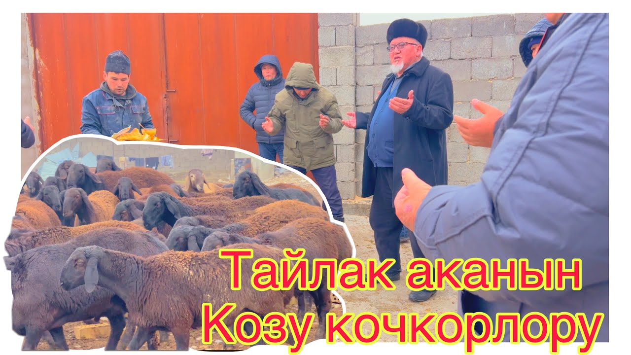 💎Тайлак аканын Коросу козу кочкорлору