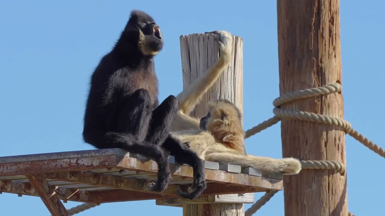 Buff-cheeked Gibbon Alarm Clock