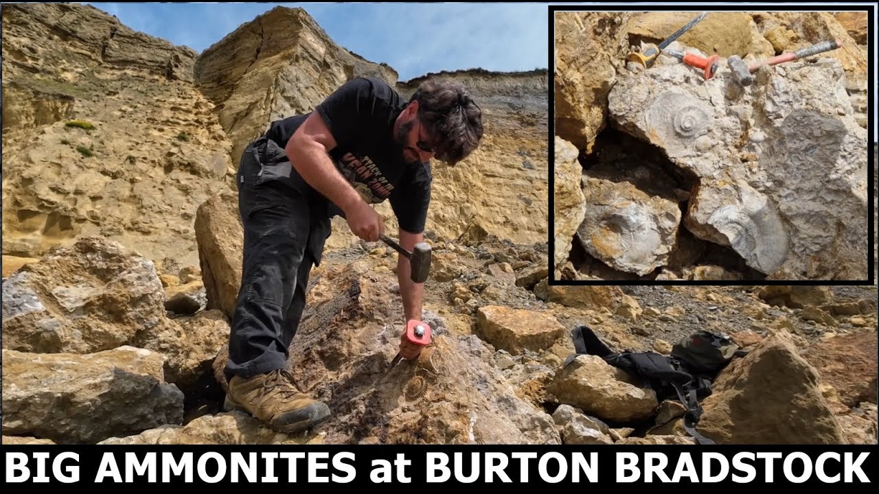 Hammering out big ammonites at Burton Bradstock - Huge Parkinsonia  fossils