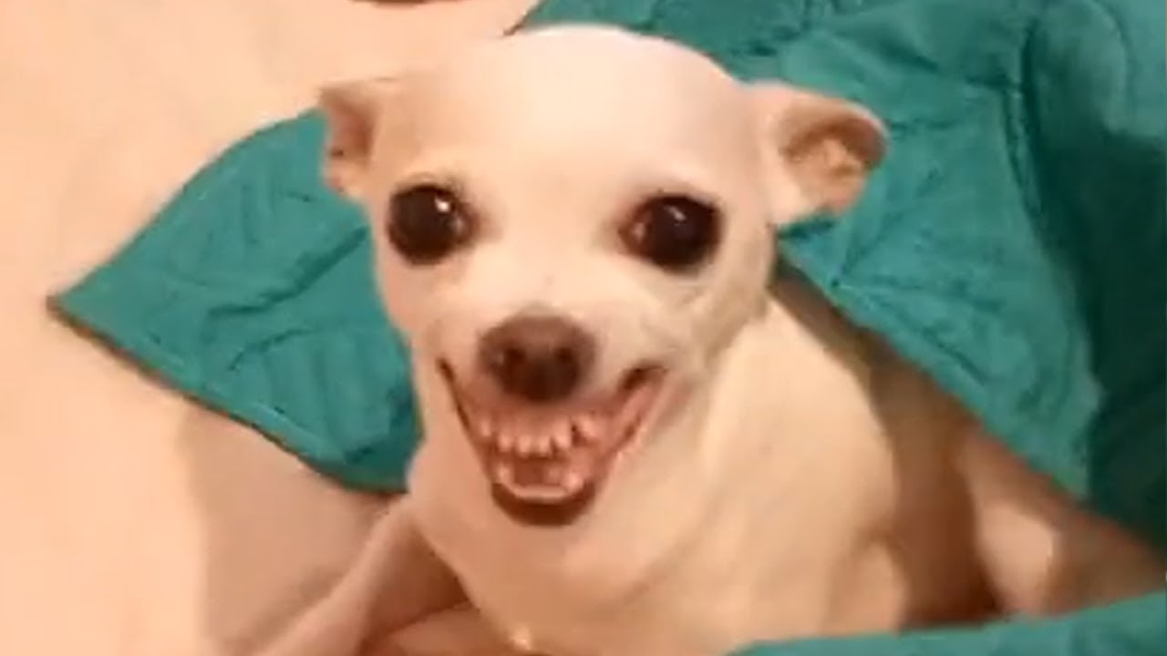 SE LEVANTÓ RE LOCA
