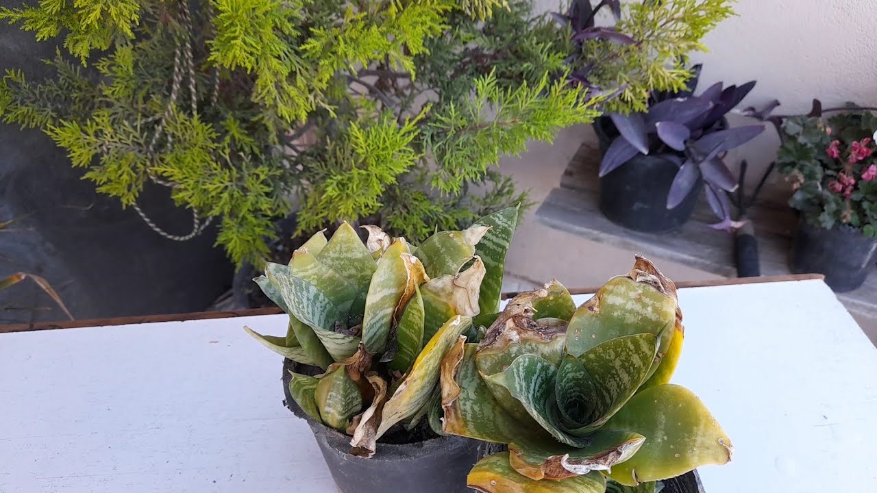 الكشف عن عفن الجذور في نبات جلد النمر          succulent  plant