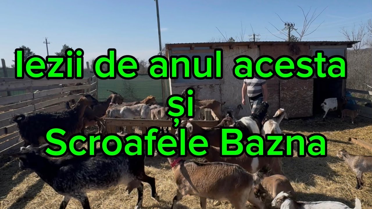 Iezi frumoși și sănătoși, plus scroafele Bazna de excepție. Anul acesta se pare foarte bun‼️
