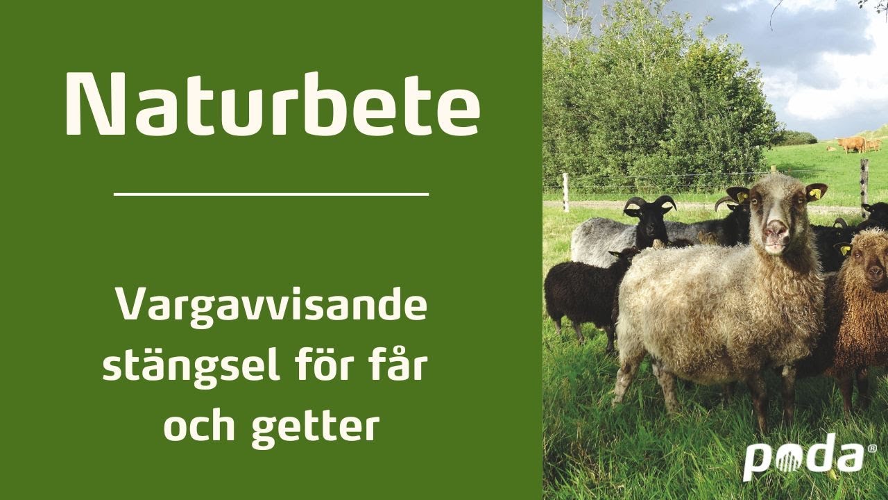 Bete med får och getter | Poda Stängsel
