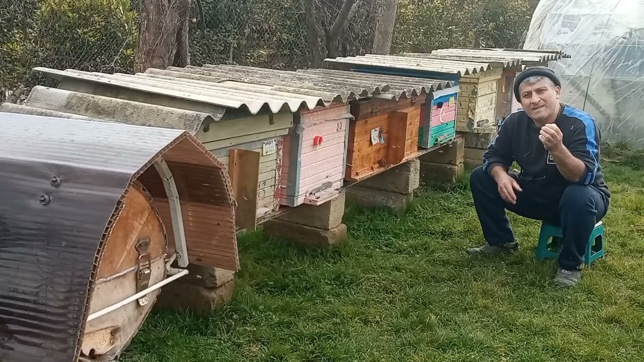 Arılara qışda bipin səpmək olarmı?