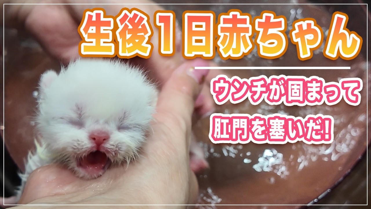 昨日産まれた赤ちゃん猫のお尻が大変なことになったので洗います | 真っ白のはずなのにお尻だけ黄色いのは何故か! | 赤ちゃん猫でもお風呂が気持ち良いとわかるのが尊い【エキゾチック】
