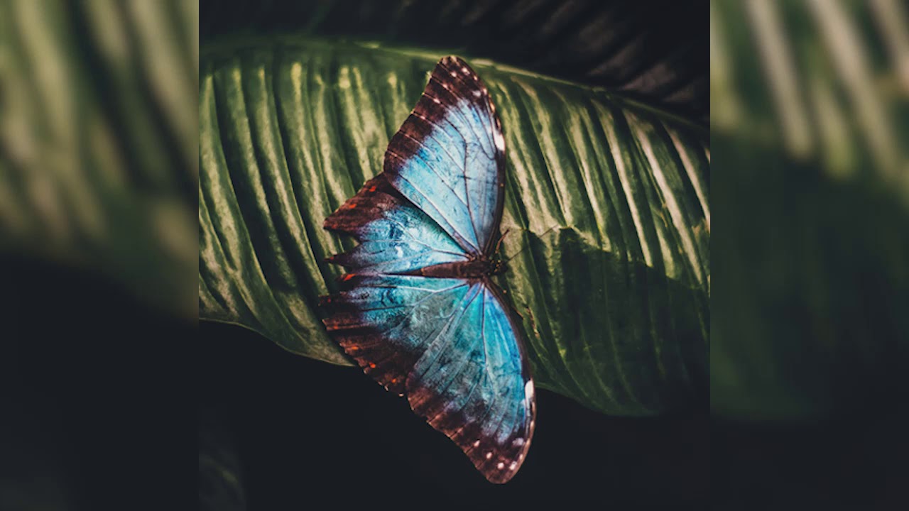 Joseph Goldstein – Insight Hour – Ep. 49 – The Radical Truth of Impermanence
