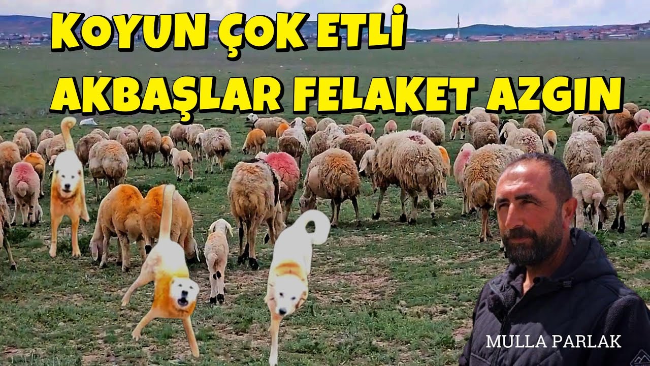 SHEEP ARE MEATY, DOGS ARE A DISASTER, MAŞALLAH KOYUN ÇOK ETLİ VE AKBAŞLAR FELAKET AZGIN