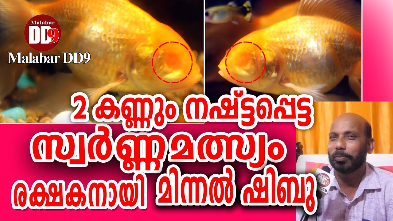 രണ്ട് കണ്ണും നഷ്ടപ്പെട്ട  സ്വർണ്ണമത്സ്യം രക്ഷകനായി മിന്നൽ ഷിബു |blind fish| |goldfish||minnal shibu|