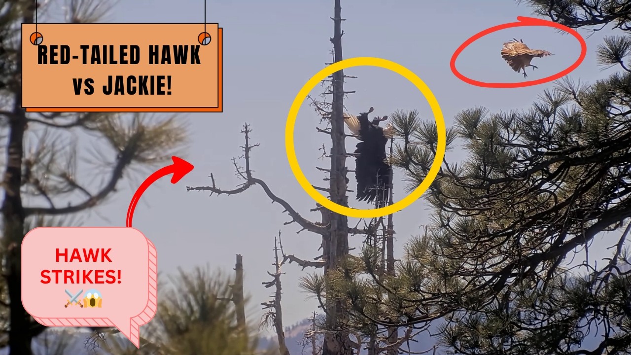 RED-TAILED HAWK STRAFES JACKIE! ⚔️ FIERCE AERIAL BATTLE! IS THE QUEEN OK! Big Bear FOBBVCAM 5.2.26