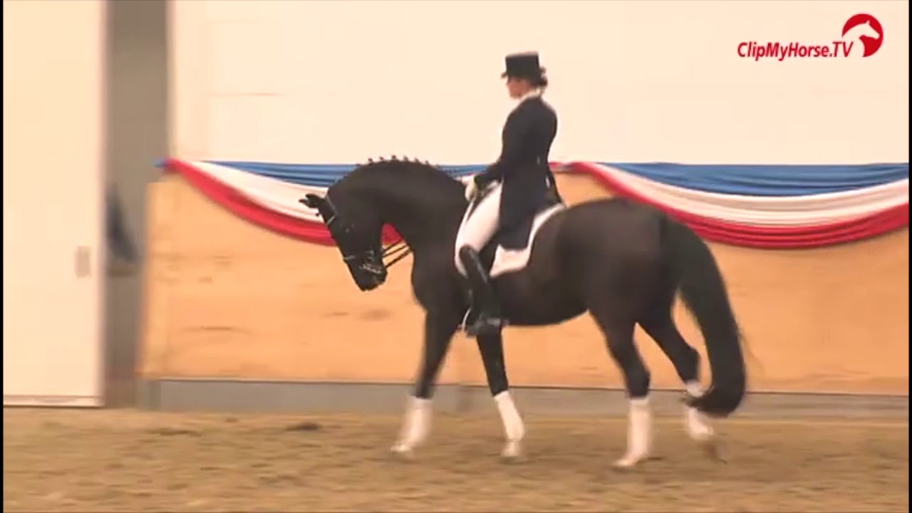 De Niro | Hengstschau der privaten Hengsthalter in Holstein 2012