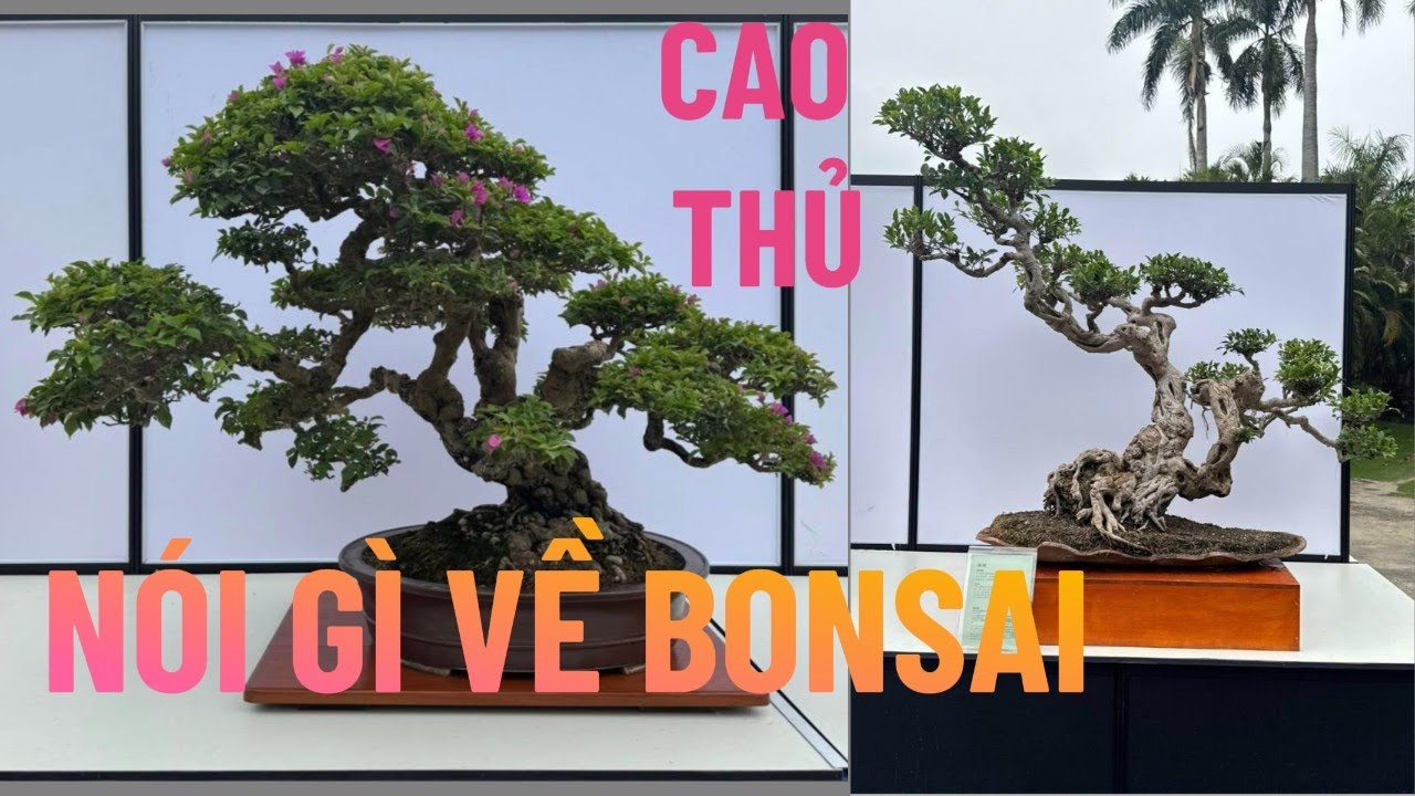 Tinh Hoa Bonsai Trung Quốc | Lời Thức Tỉnh Từ Các Cao Thủ Bonsai Hàng Đầu#caycanh #bonsaivietnam