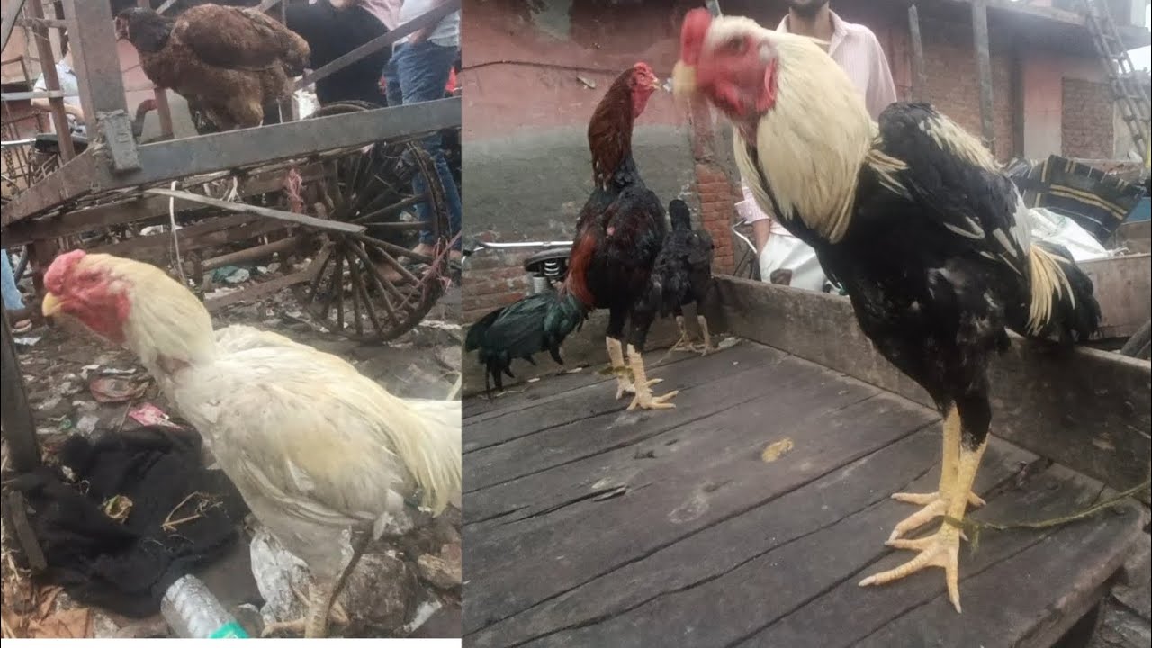 Murga mandi is kharab mosam me || Sunday murga market 15/03/2026