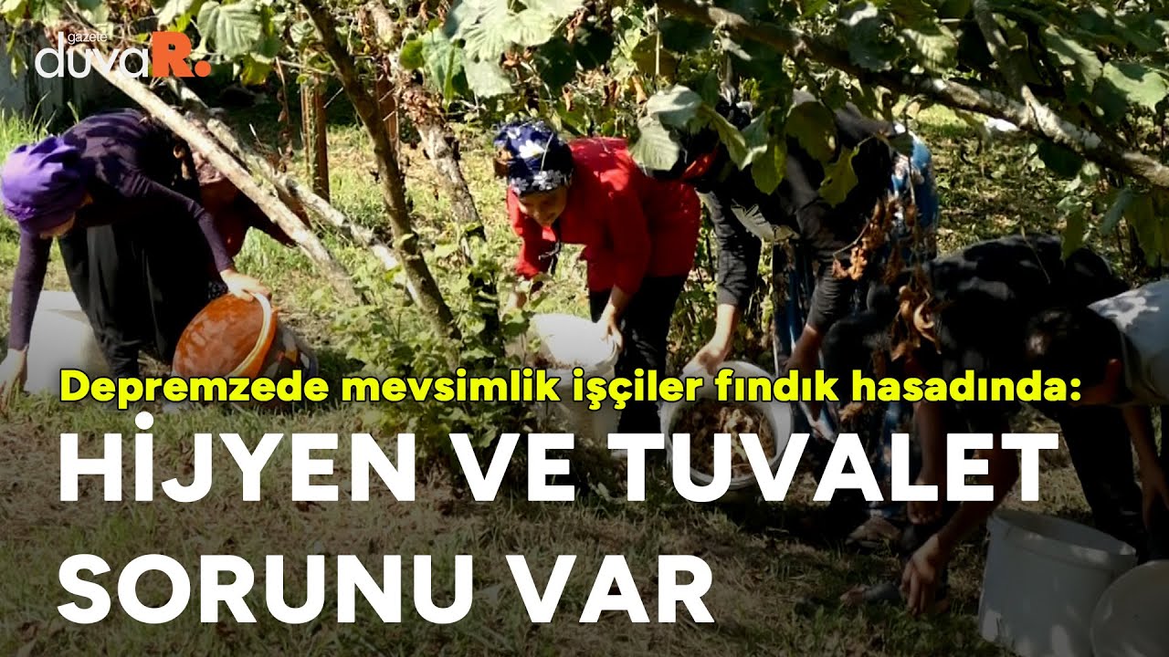 Depremzede mevsimlik işçiler fındık hasadında: Konteyner istiyoruz