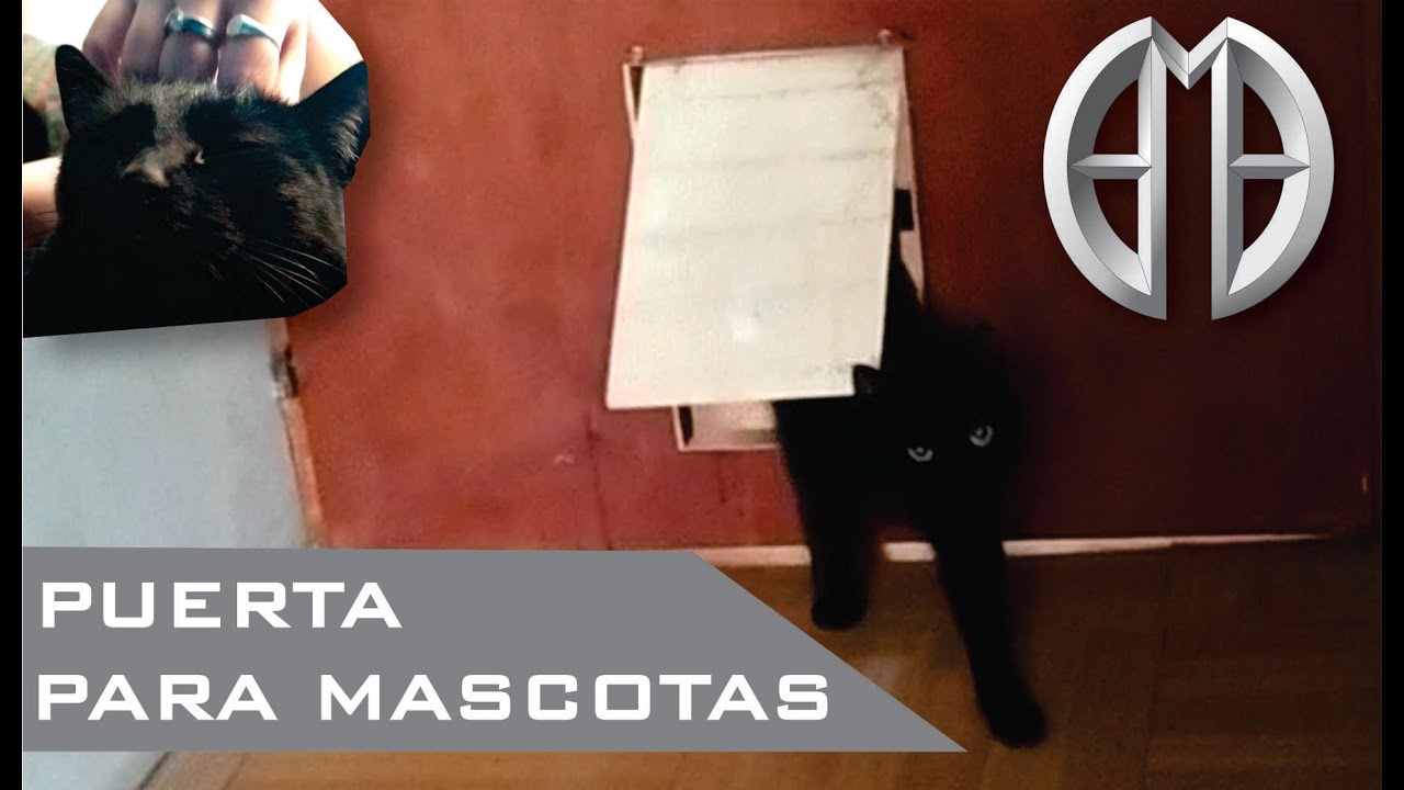 Como hacer una Puerta Gatera [Puerta para gatos-perros] 🛠 Aerogata Feliz