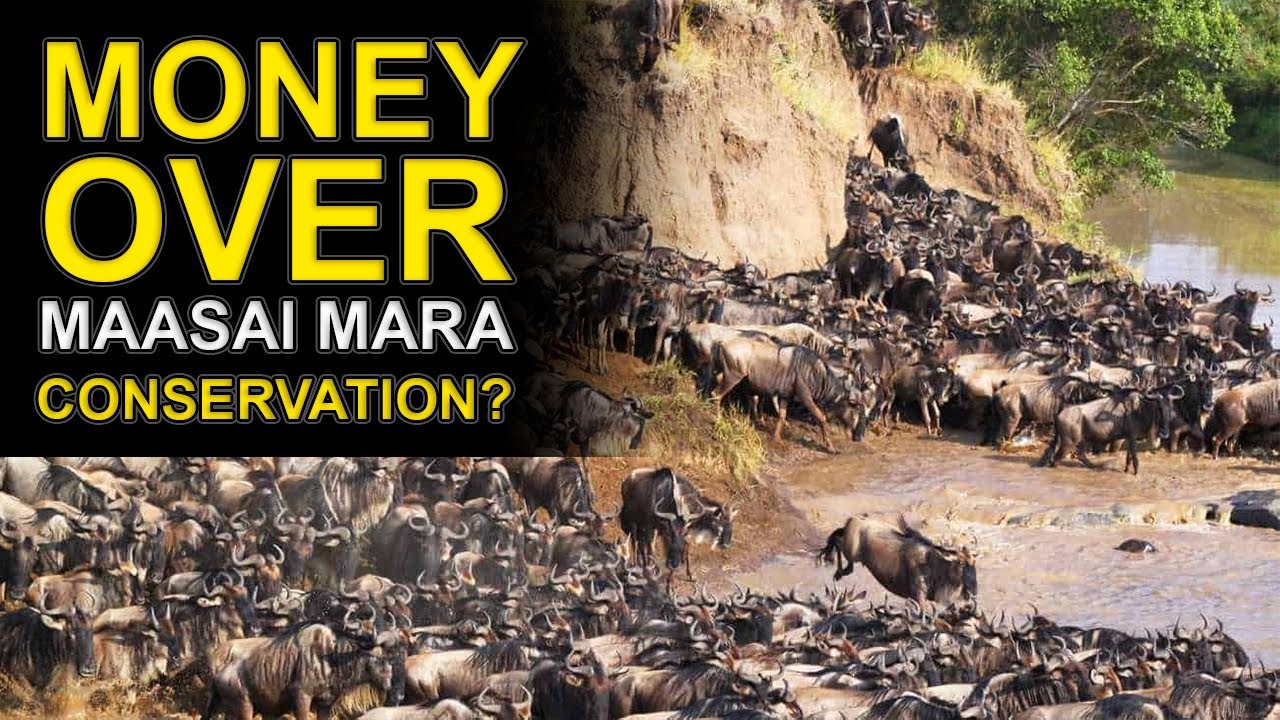 Maasai Mara in Danger? Why Tourists & Luxury Camps Disrupt the Great Migration