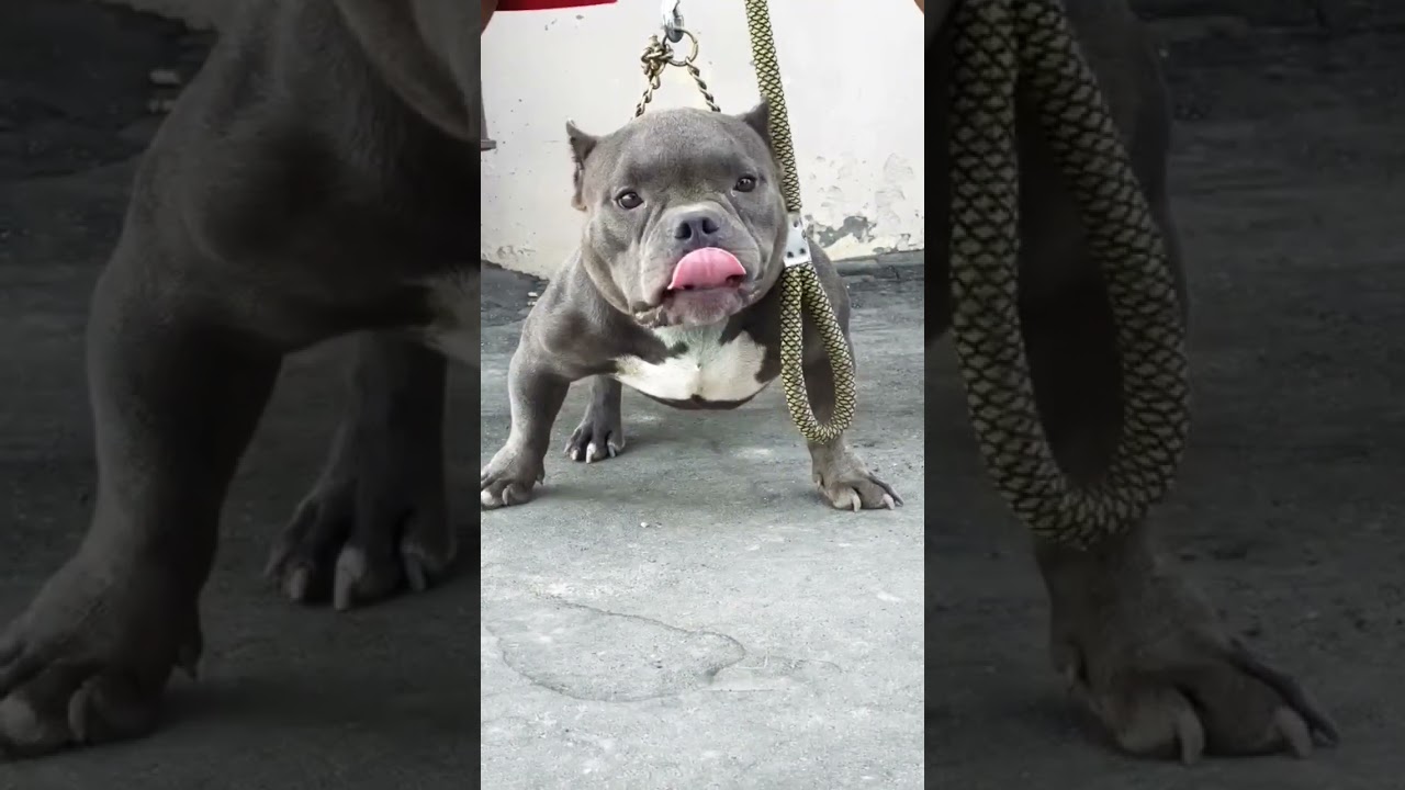 Micro Bully ! For sale bUlly 9915655400 ! Top quality #american #bully #americanbully #viral