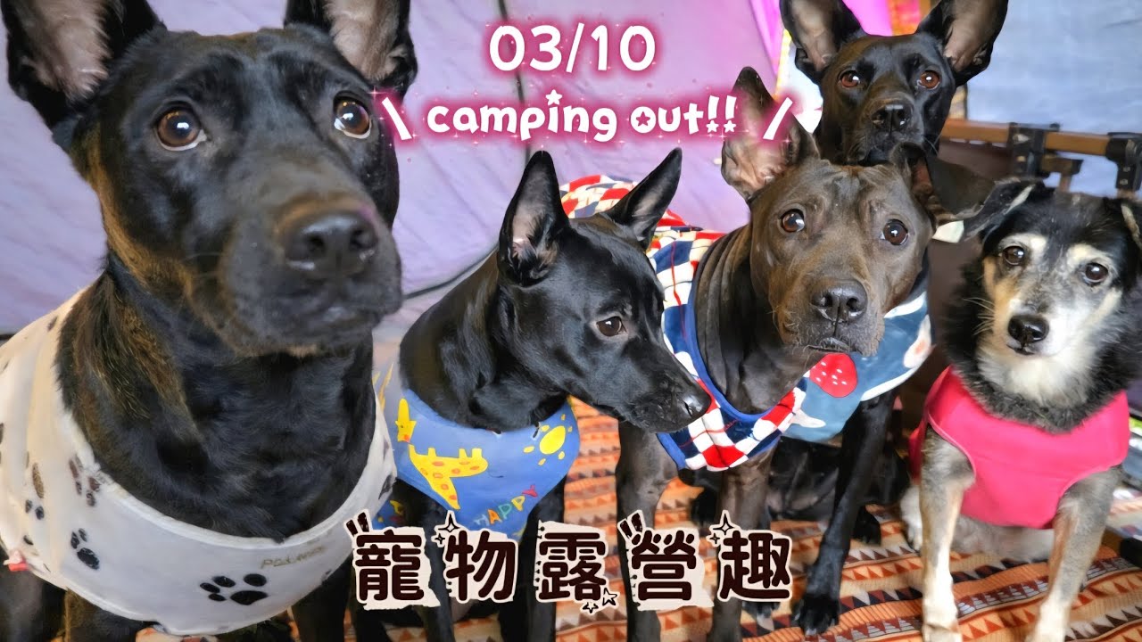 3/10 露營Day2：雨下一天～孩子們在帳篷裡關不住，最後直接在雨中放飛自我！挑戰沒有寵物推車帶五孩去伊達邵，結果夫妻倆直接被KO 😆 #寵物露營 #Camping #伊達邵 #日月潭