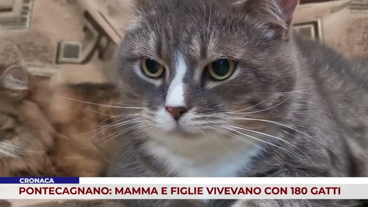 CRONACA. PONTECAGNANO: MAMMA E FIGLIE VIVEVANO CON 180 GATTI