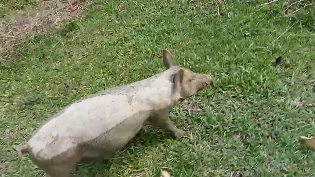 Organic Piggies. Nag aabang ng Pasalubong 