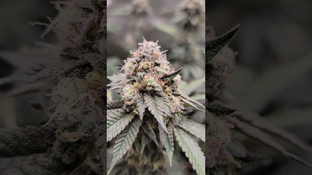 Tropicana cookies Day 47 #garden #grow #soulsurvivor #weed #cannabisgrower #420 #legal
