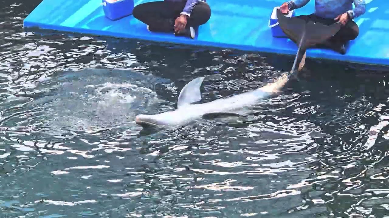 Show de delfines en Santa Marta | Centro de Vida Marina #vidasilvestre #santamarta 
